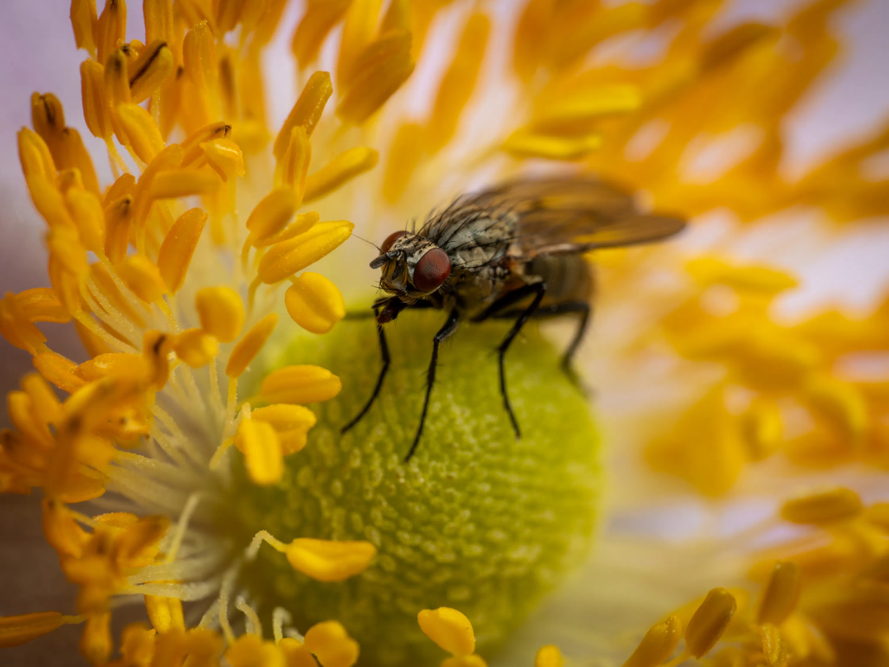 Graue Fleischfliege