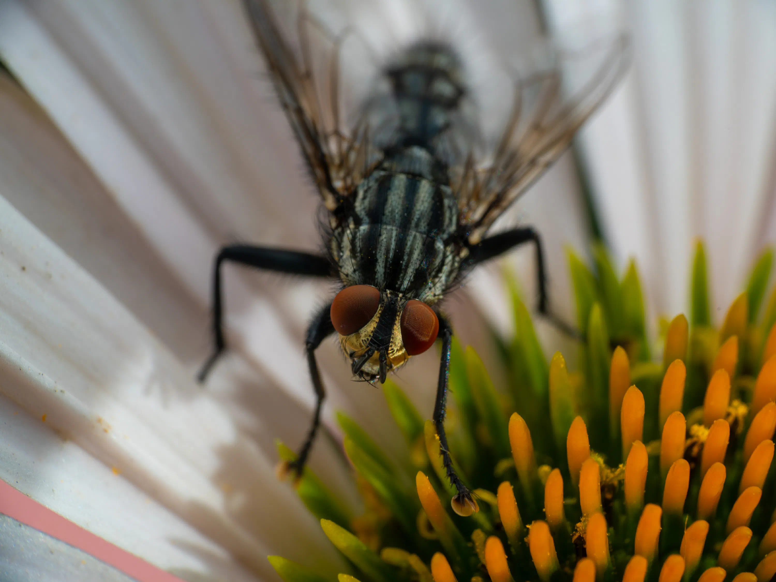 Graue Fleischfliege