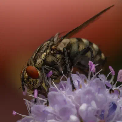 Sarcophaga carnaria