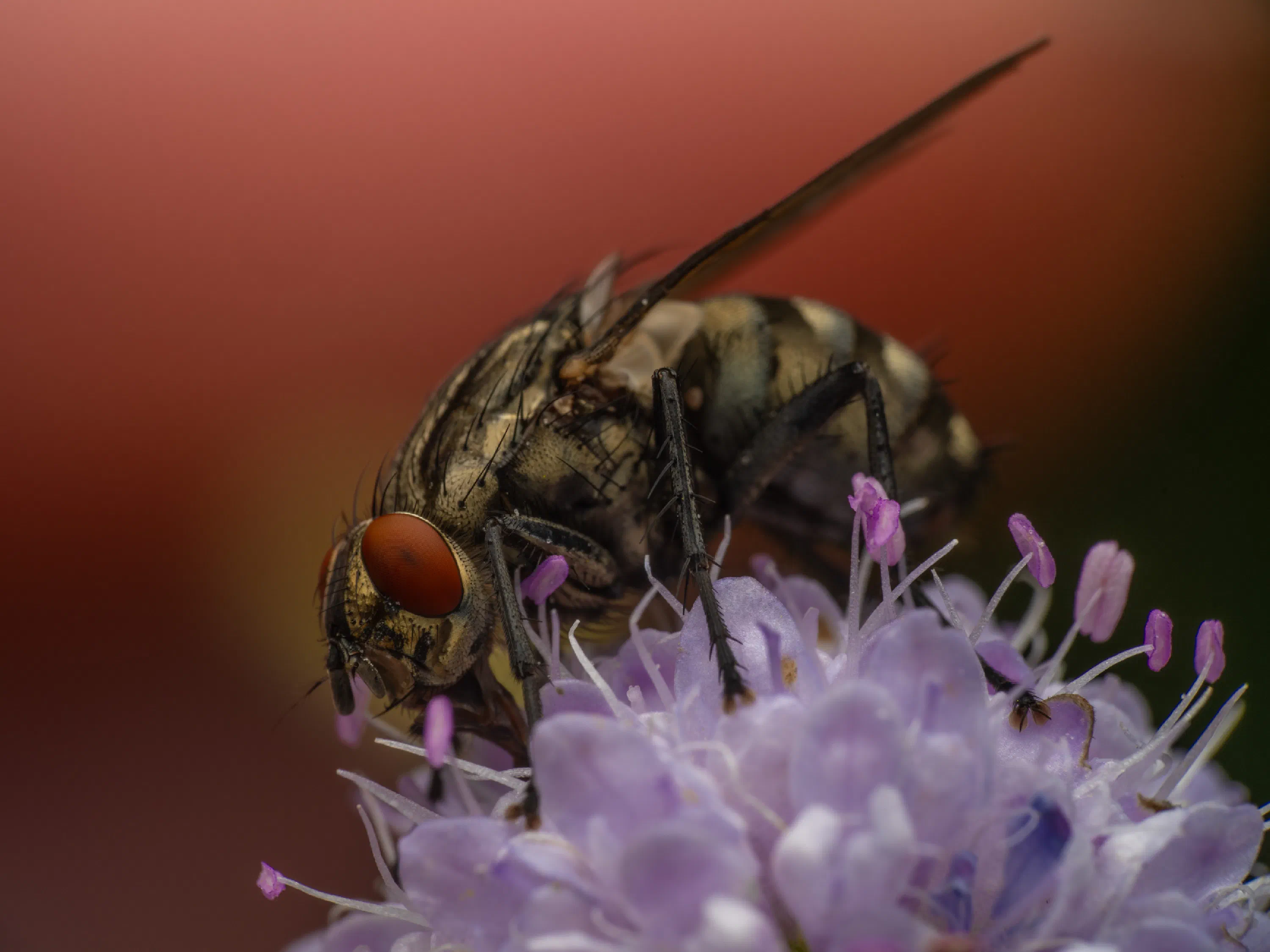 Graue Fleischfliege