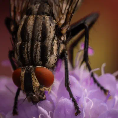 Sarcophaga carnaria