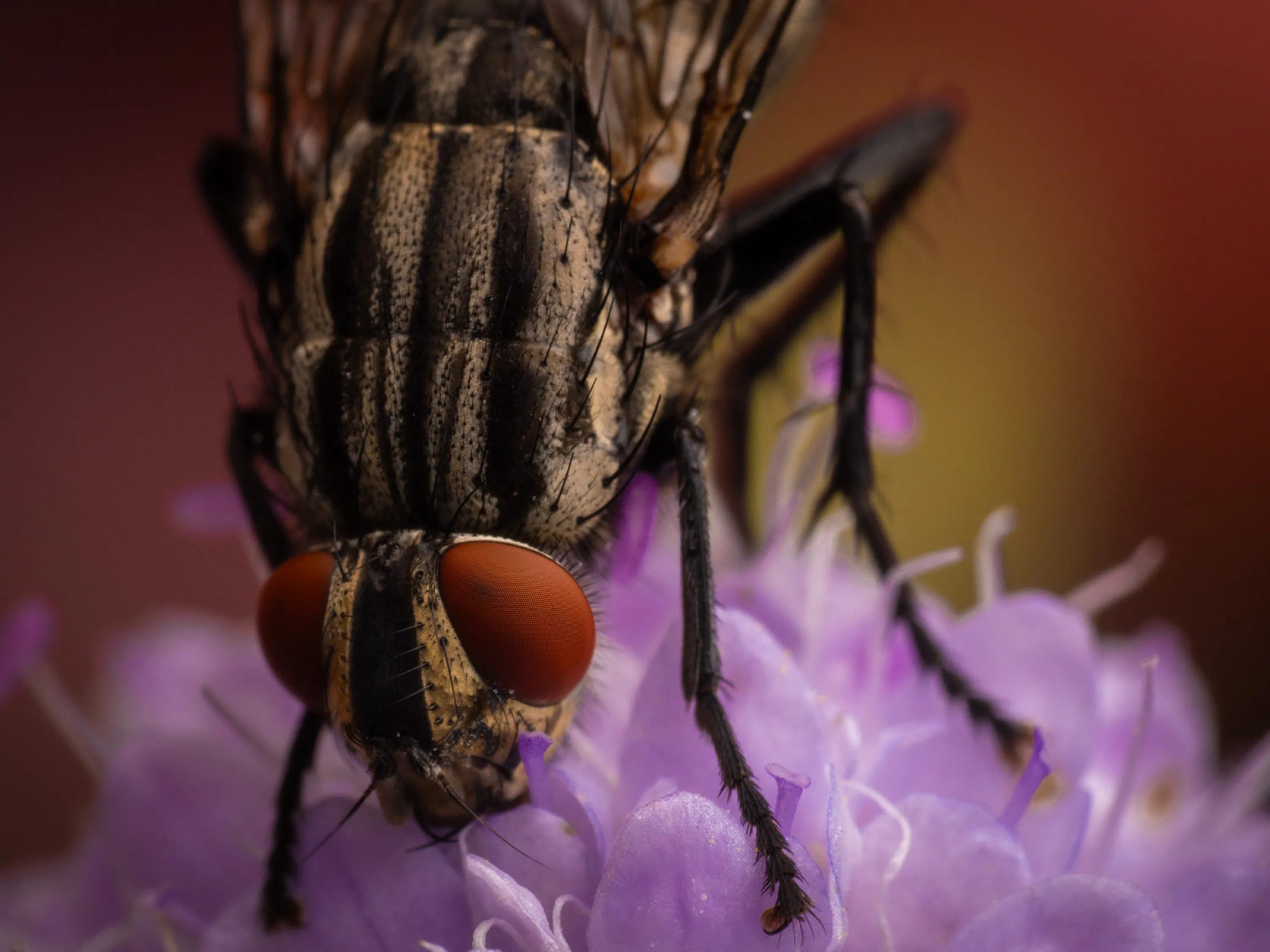 Graue Fleischfliege