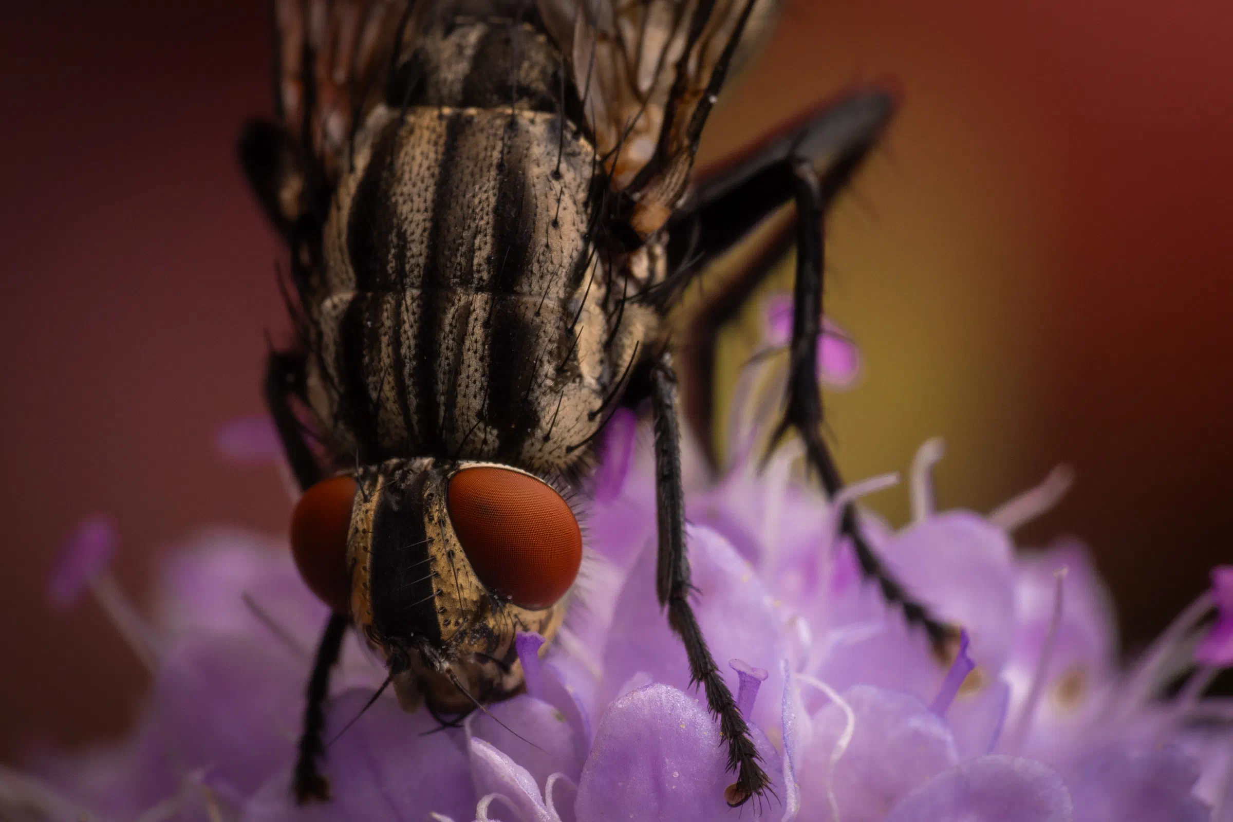 Graue Fleischfliege