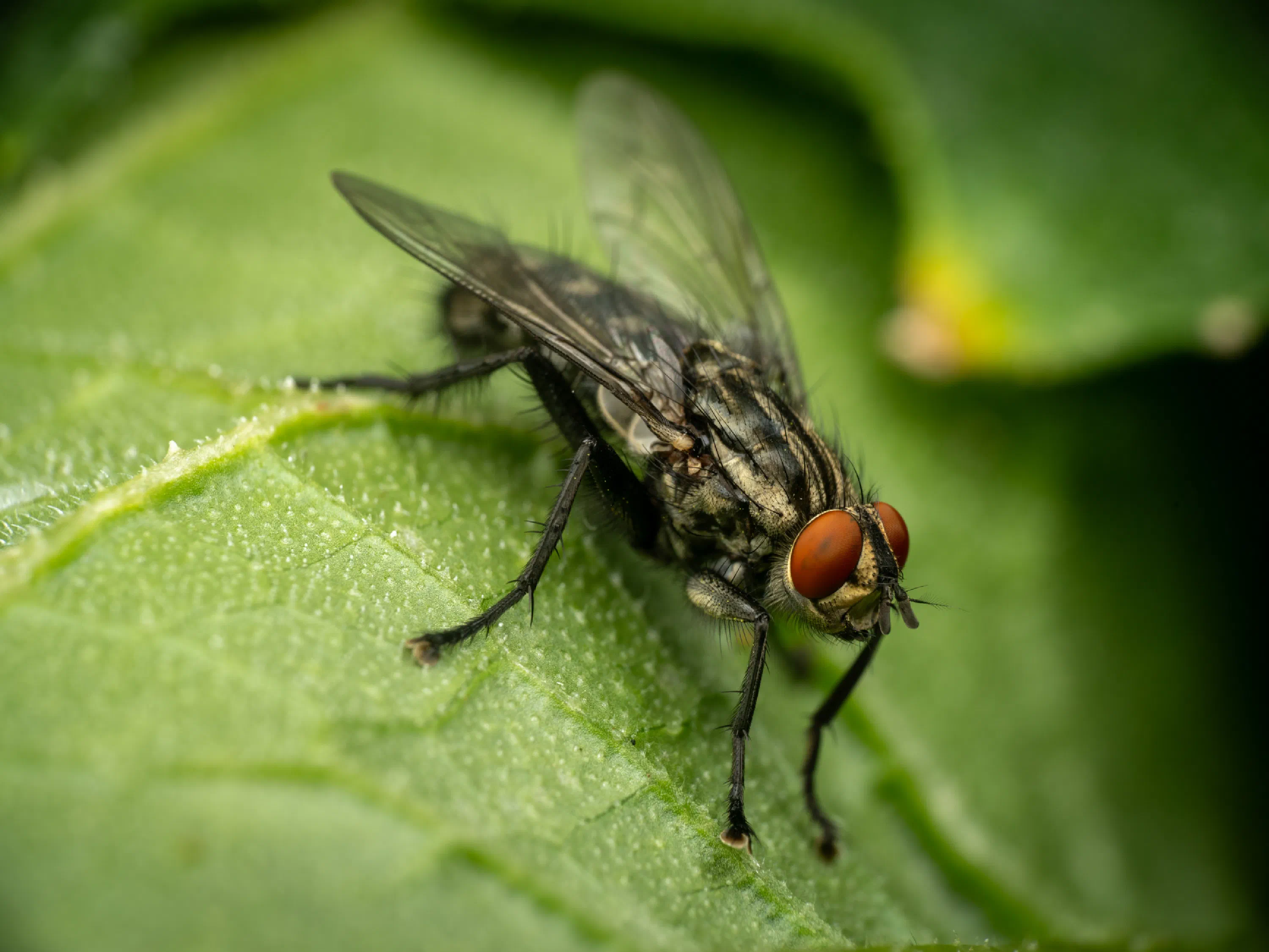 Graue Fleischfliege