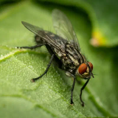 Sarcophaga carnaria