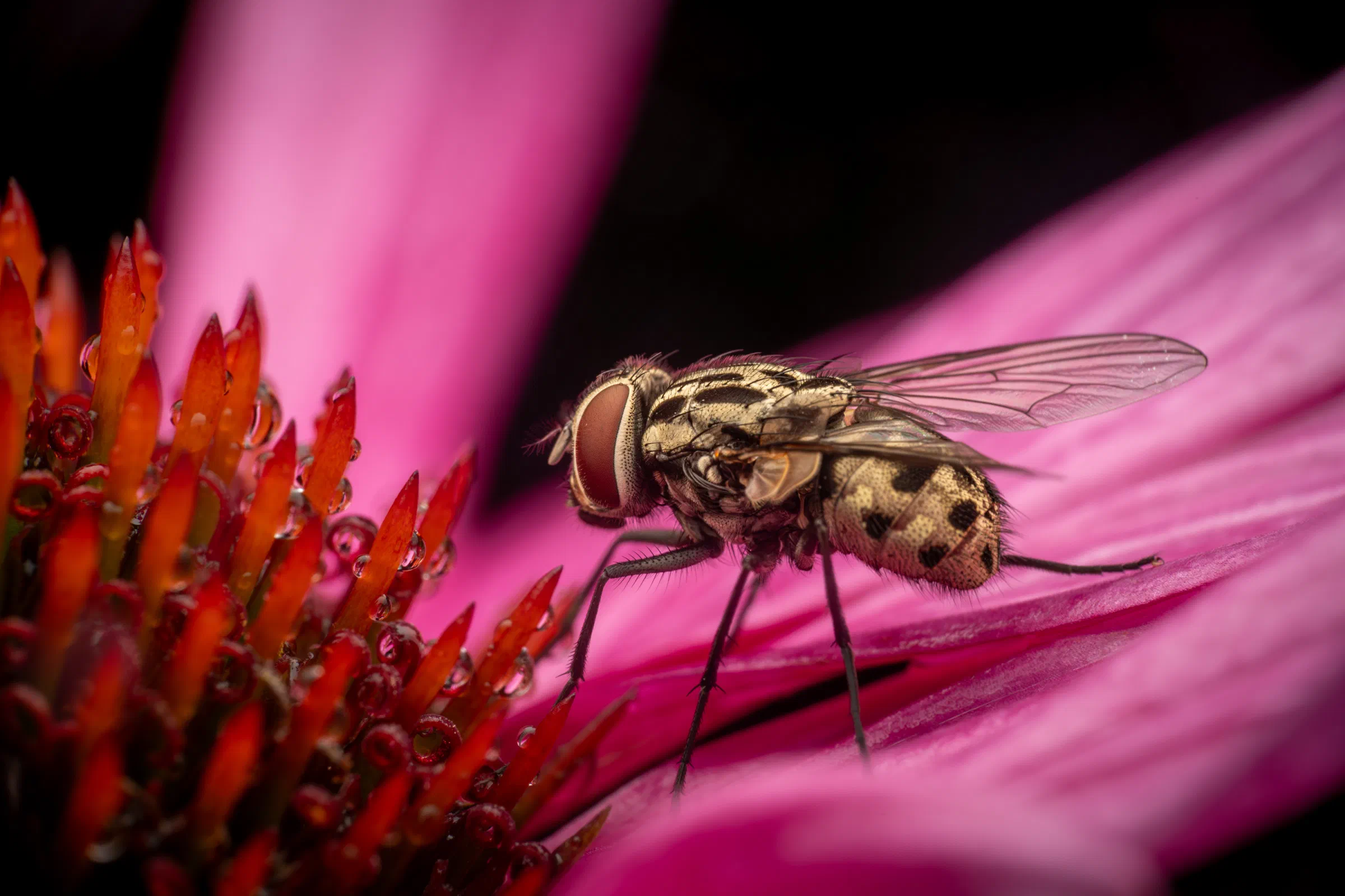 Mouche grise de la viande