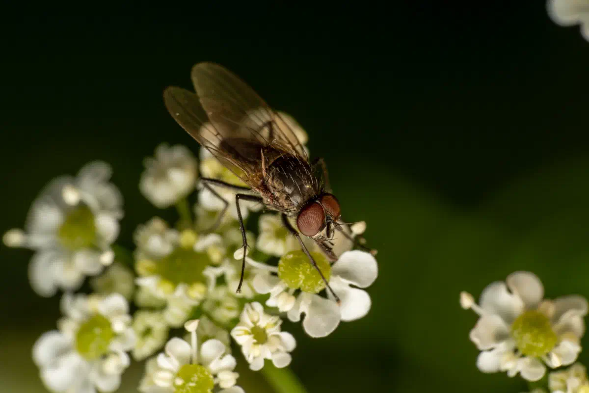 Mouche grise de la viande