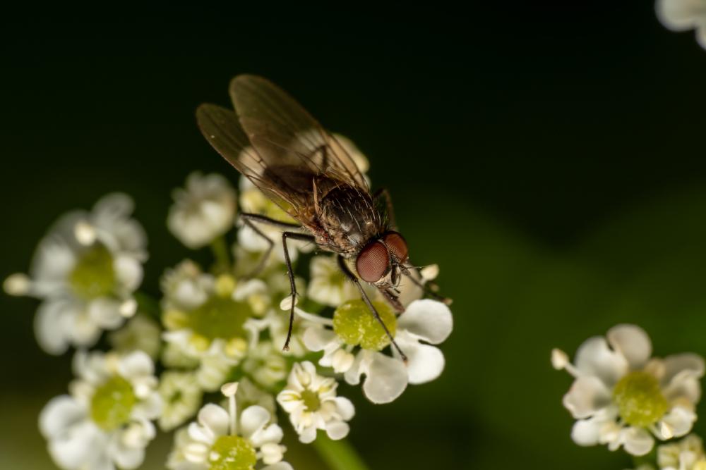 February 17, 2024 – Issue No. 183
– Issue No. 183: “Common Flesh Fly“ Common Flesh Fly