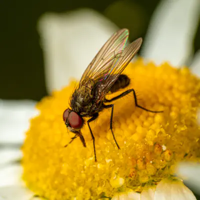 Sarcophaga carnaria