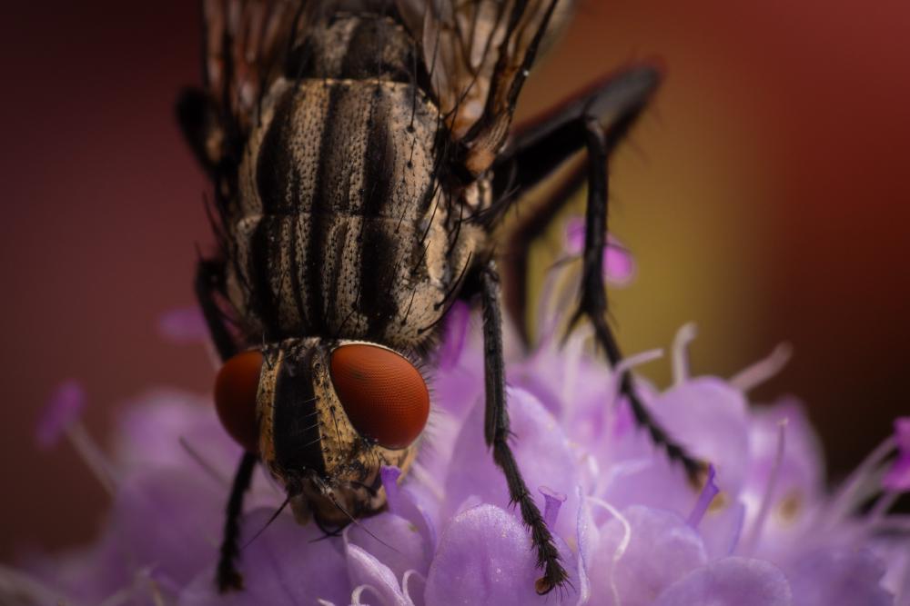 October 14, 2024 – Issue No. 423
– Issue No. 423: “Common Flesh Fly“ Common Flesh Fly