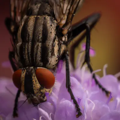 Sarcophaga carnaria