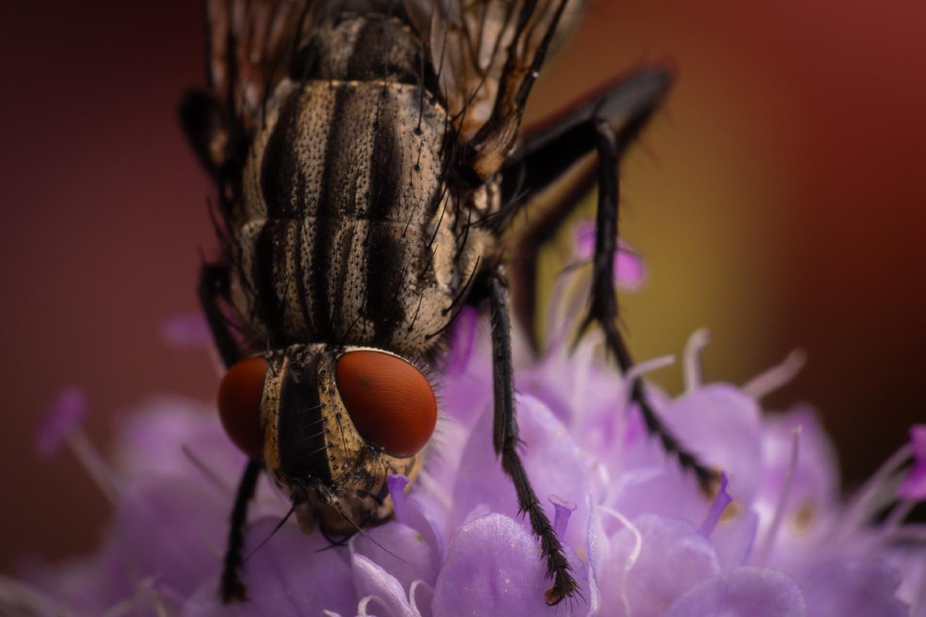 Sarcophaga carnaria – No. 4