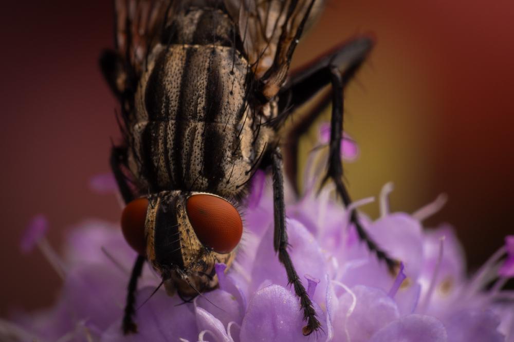 October 14, 2024 – Issue No. 423
– Issue No. 423: “Common Flesh Fly“ Common Flesh Fly