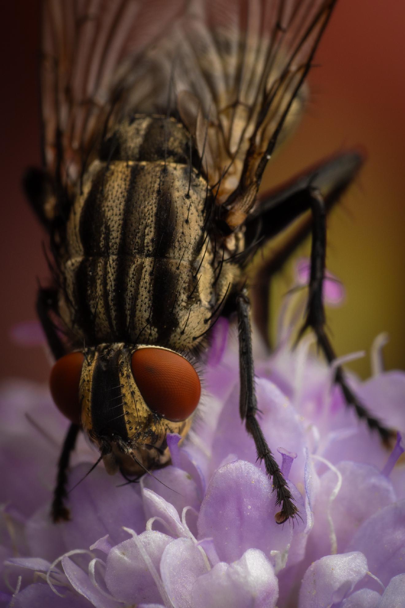 Common Flesh Fly – No. 4