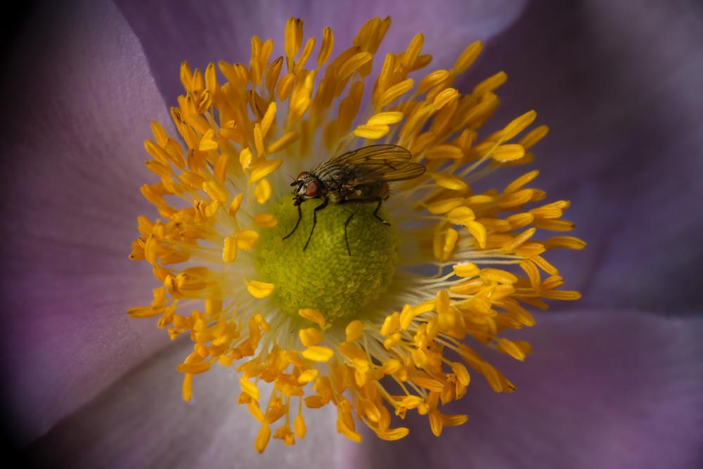 December 8, 2023 – Issue No. 112
– Issue No. 112: “Common Flesh Fly“ Common Flesh Fly