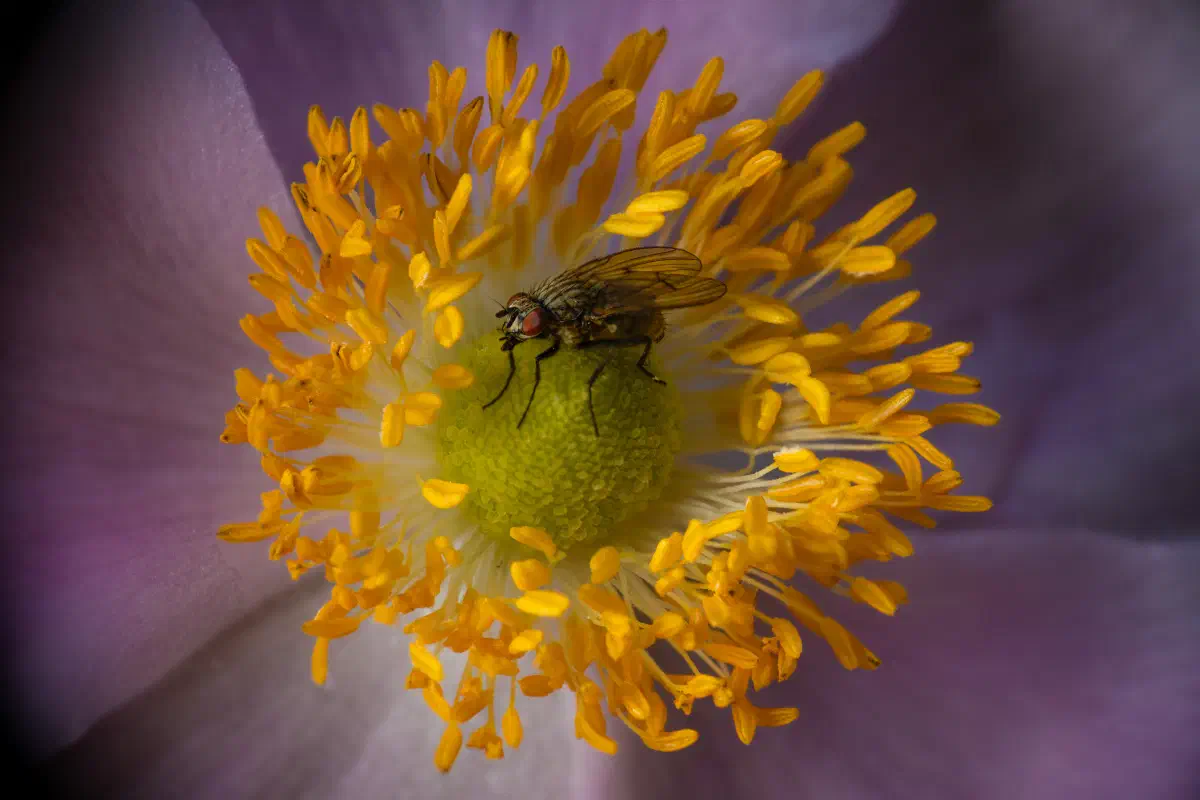 Mouche grise de la viande