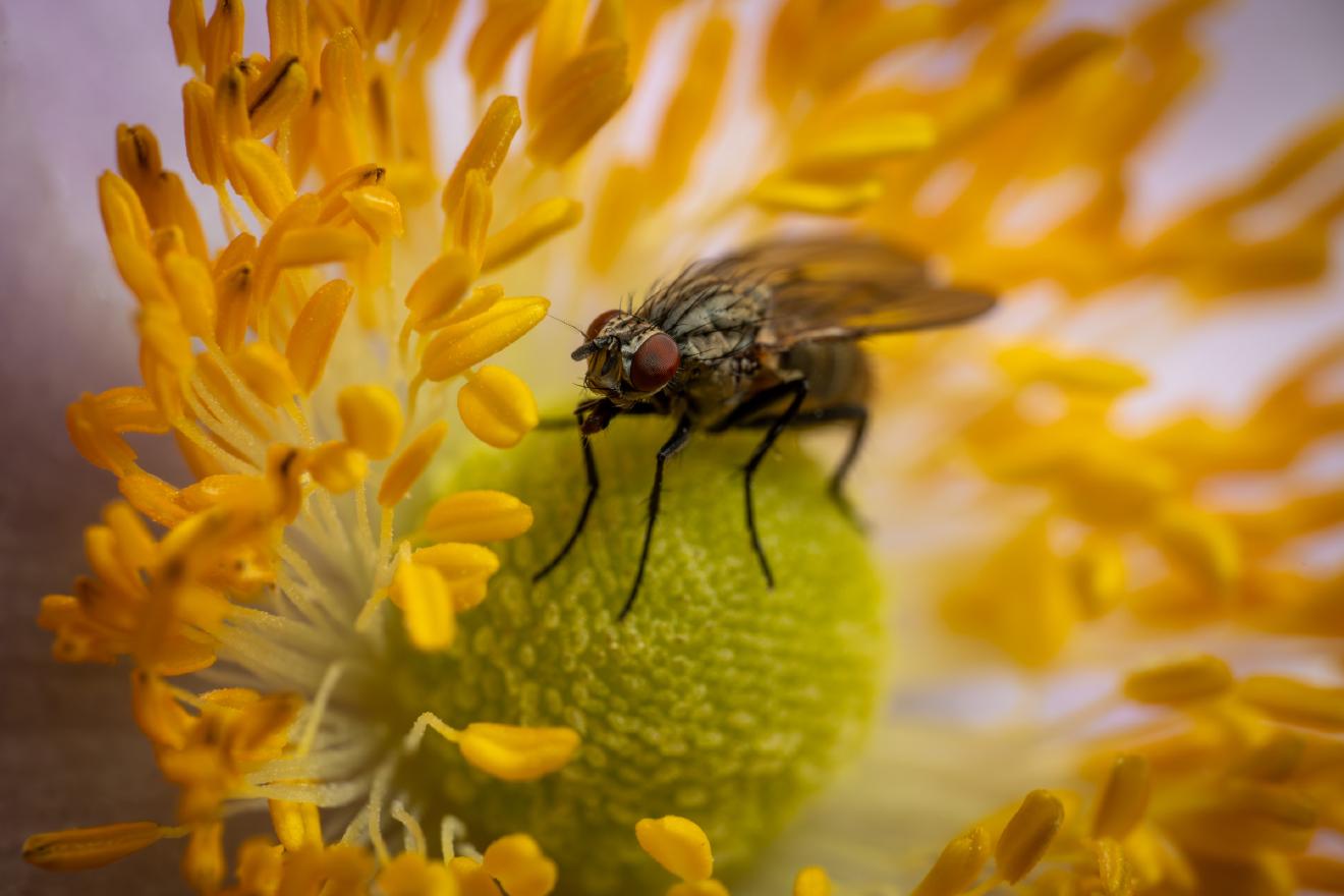 Common Flesh Fly – No. 6