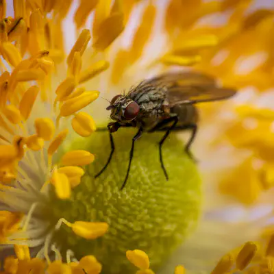 Sarcophaga carnaria