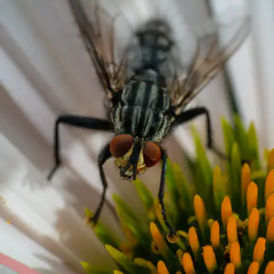 Sarcophaga carnaria