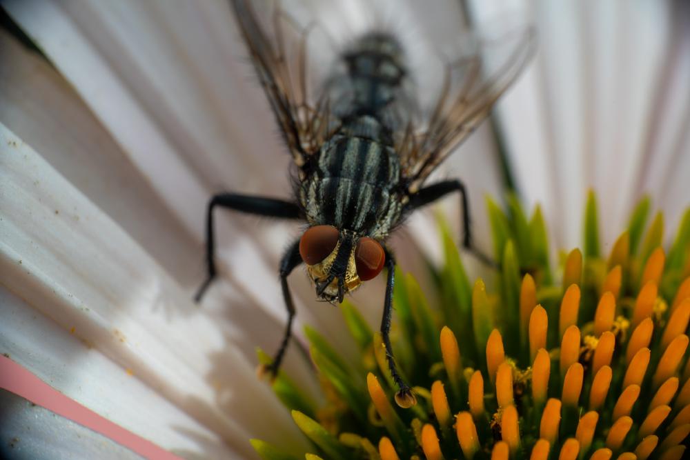 April 29, 2024 – Issue No. 255
– Issue No. 255: “Common Flesh Fly“ Common Flesh Fly