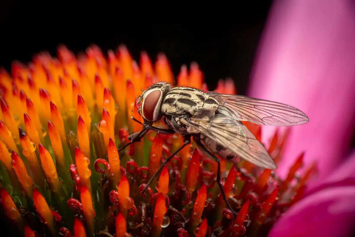 Sarcophaga carnaria