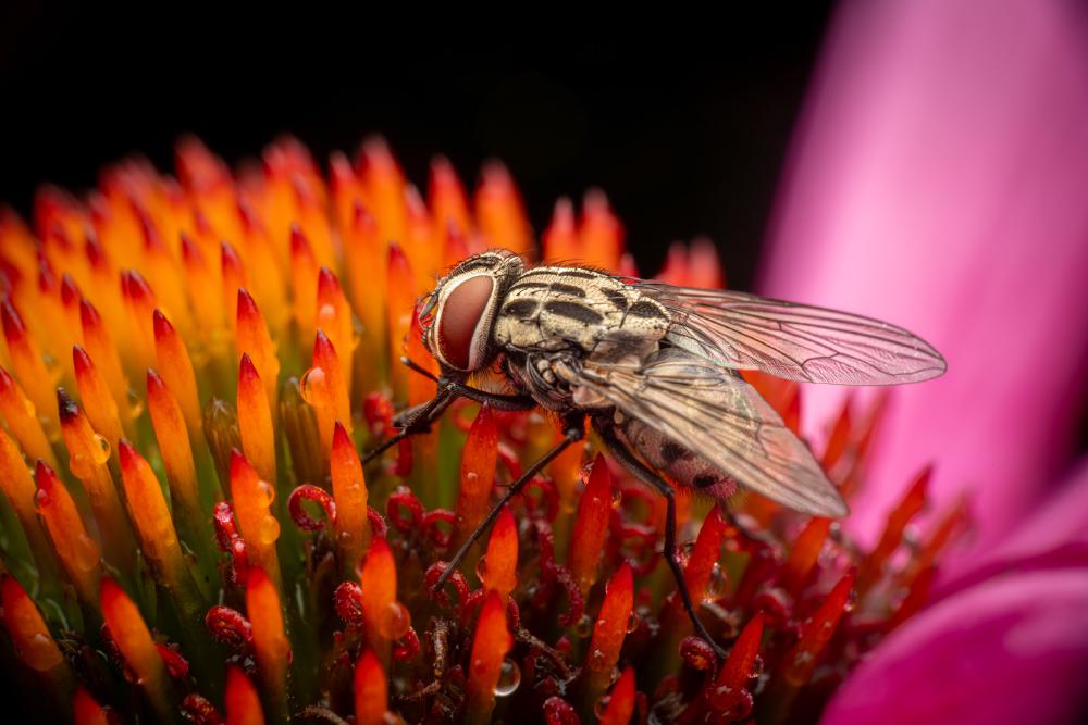 January 6, 2024 – Issue No. 141
– Issue No. 141: “Common Flesh Fly“ Common Flesh Fly