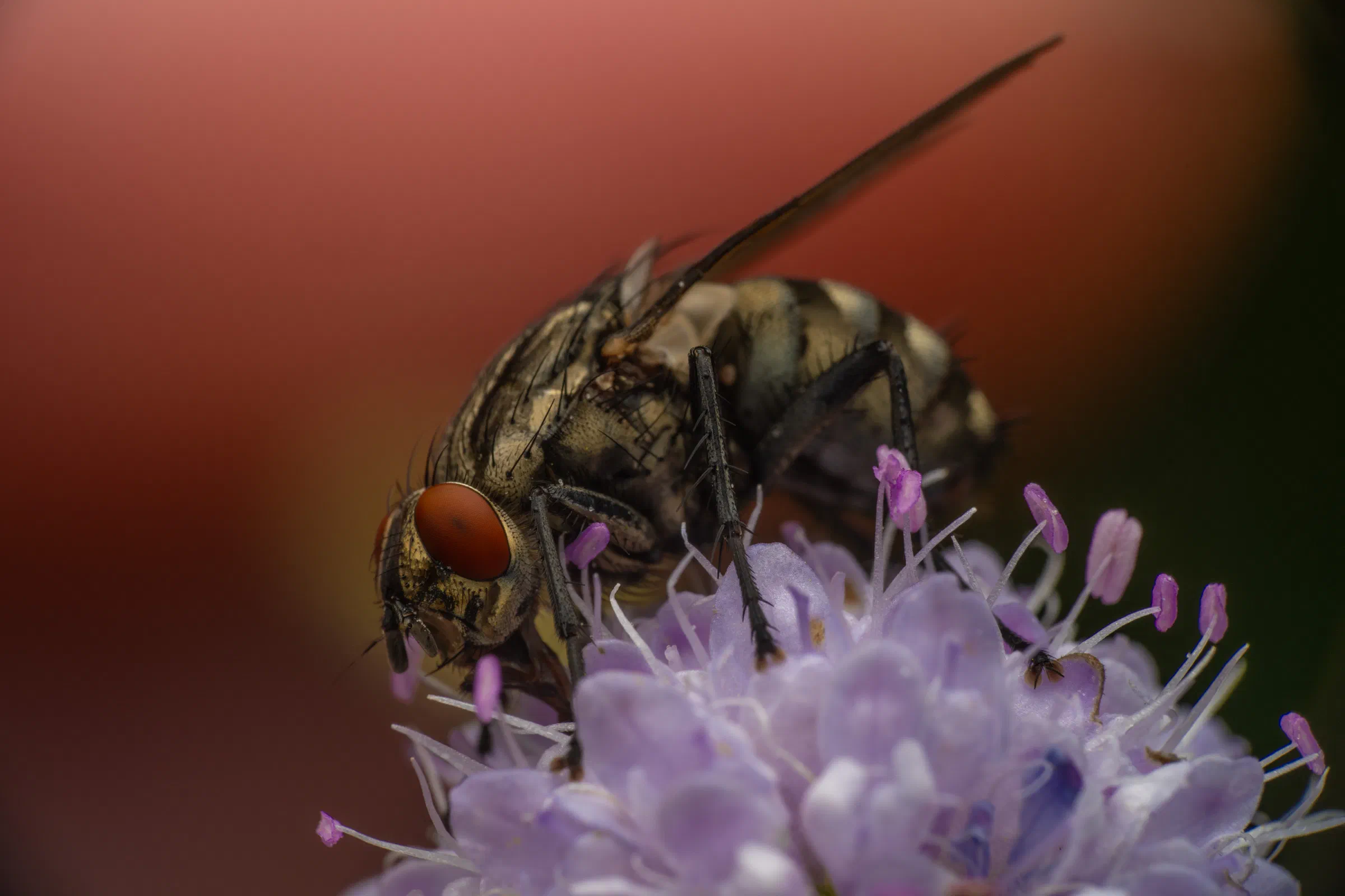 Mouche grise de la viande
