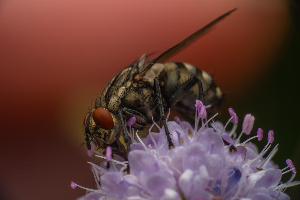 January 8, 2024 – Issue No. 143
– Issue No. 143: “Common Flesh Fly“ Common Flesh Fly