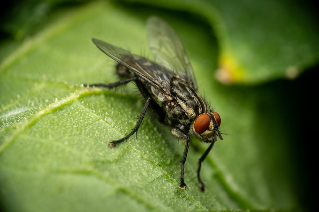 Sarcophaga carnaria – No. 10
