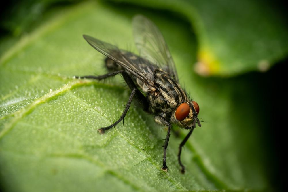 November 29, 2023 – Issue No. 103
– Issue No. 103: “Common Flesh Fly“ Common Flesh Fly