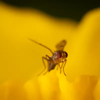 Grasfliegen