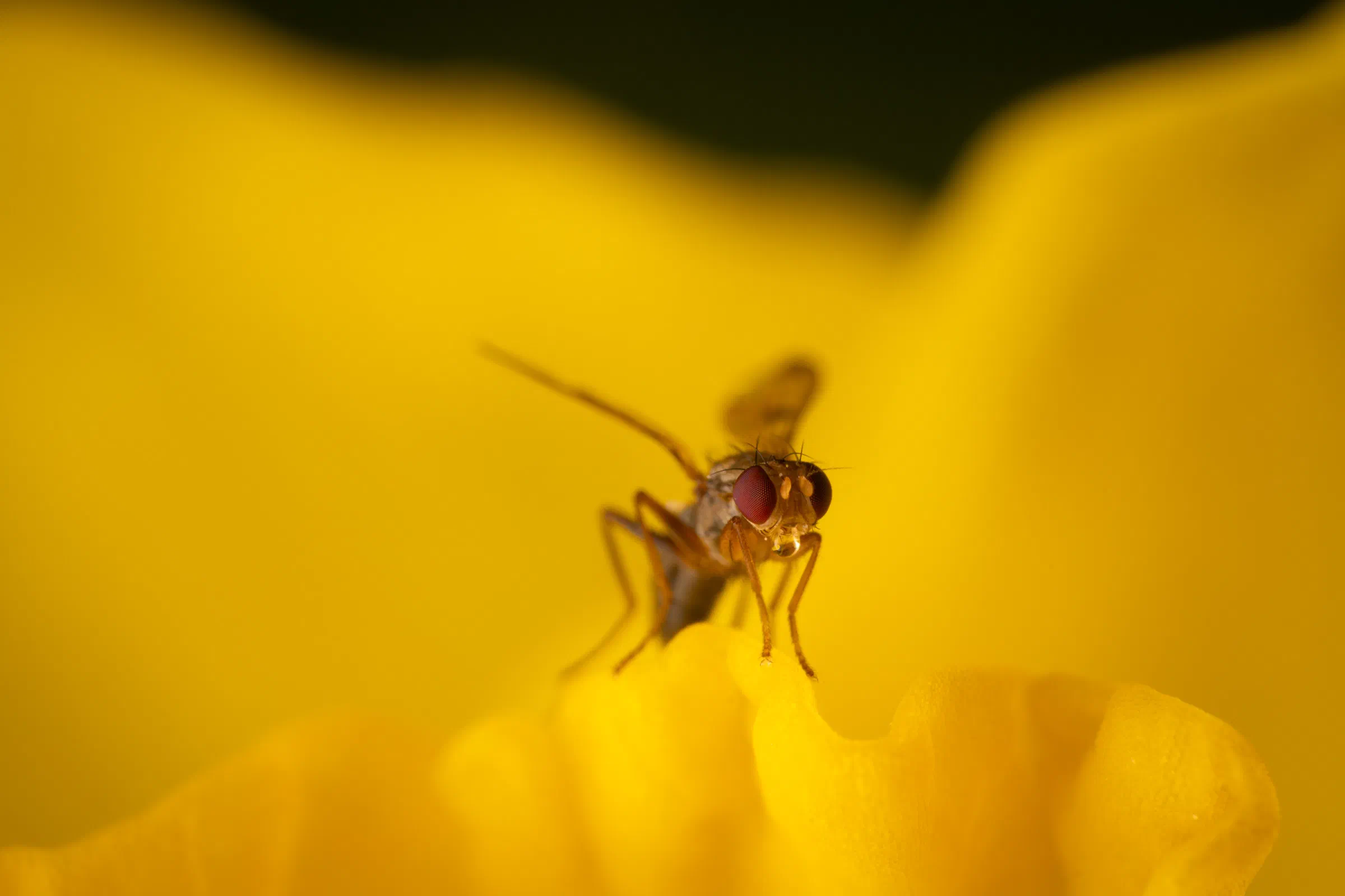 Grass Flies – No. 1