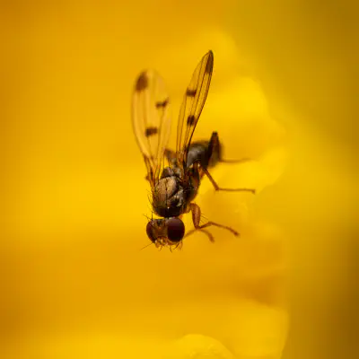 Grasfliegen