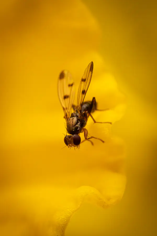 Grasfliegen