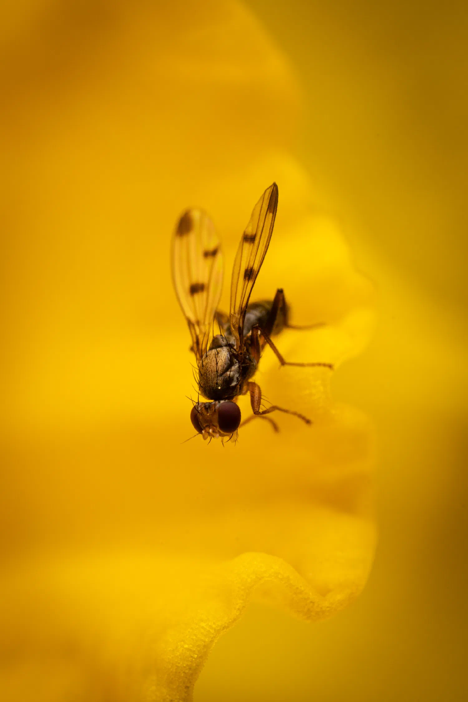 Grass Flies – No. 2