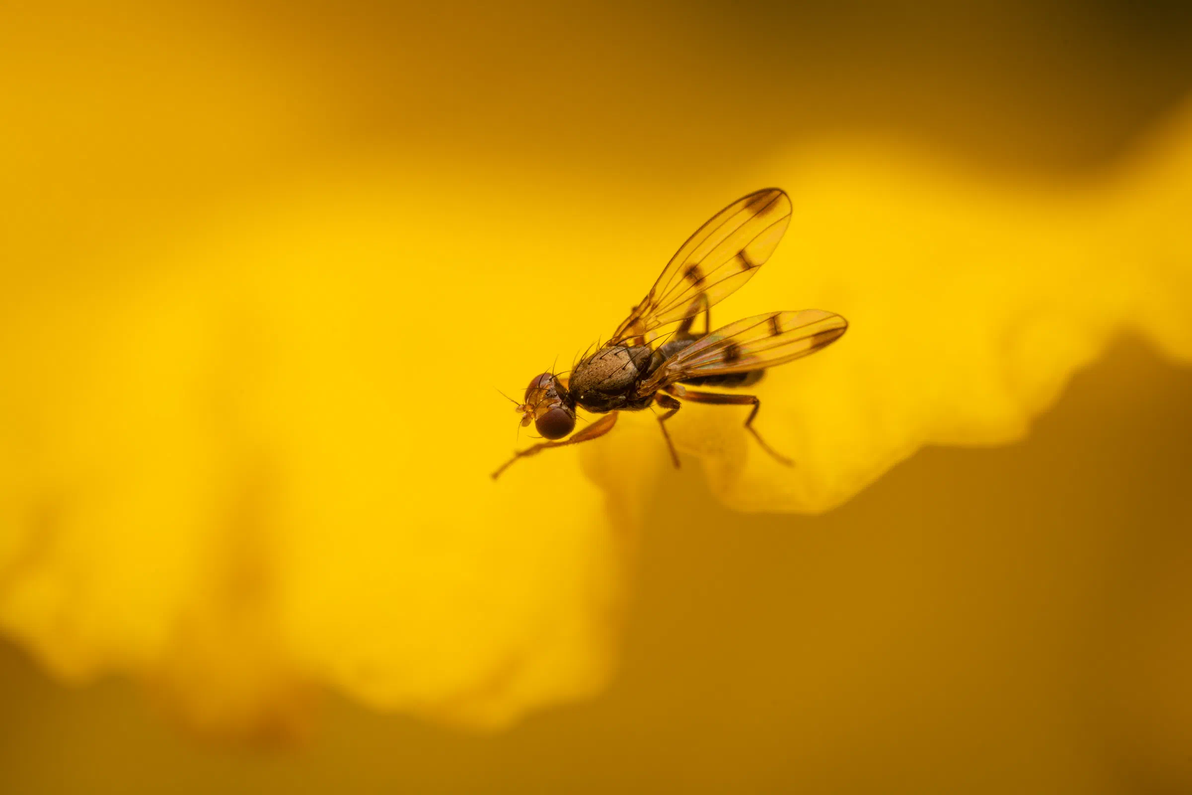 Grasfliegen
