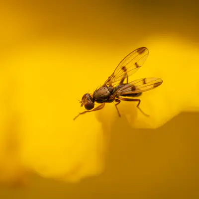 Grasfliegen