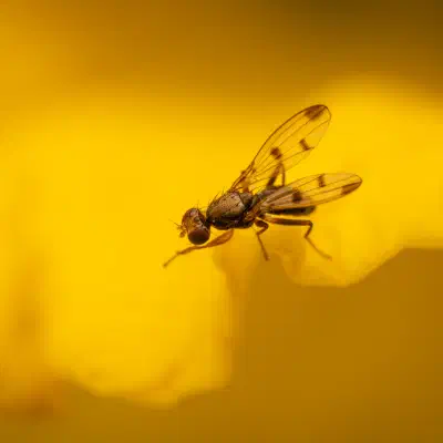 Grass Flies