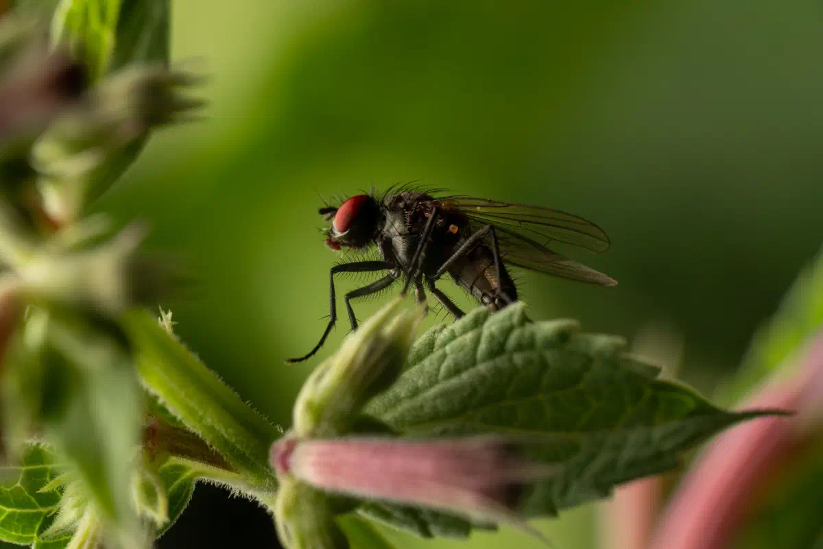 Petite mouche domestique