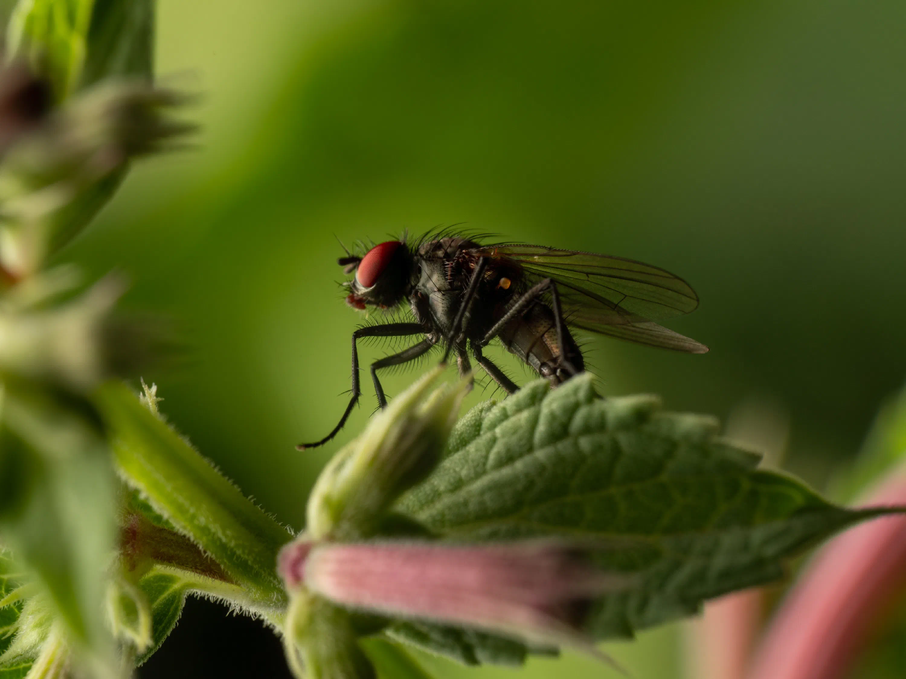 Fannia canicularis