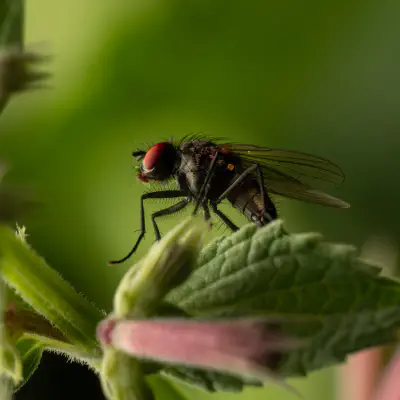 Kleine Stubenfliege
