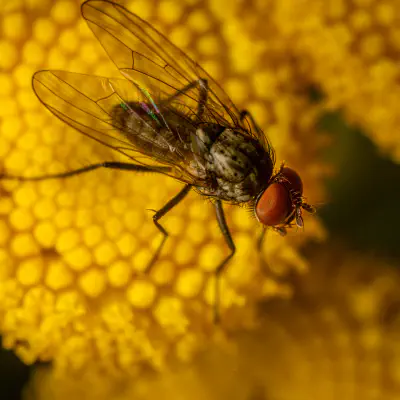 Kleine Stubenfliege