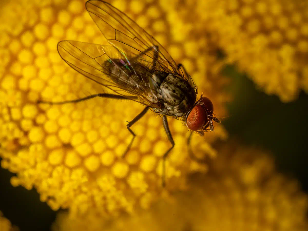 Petite mouche domestique