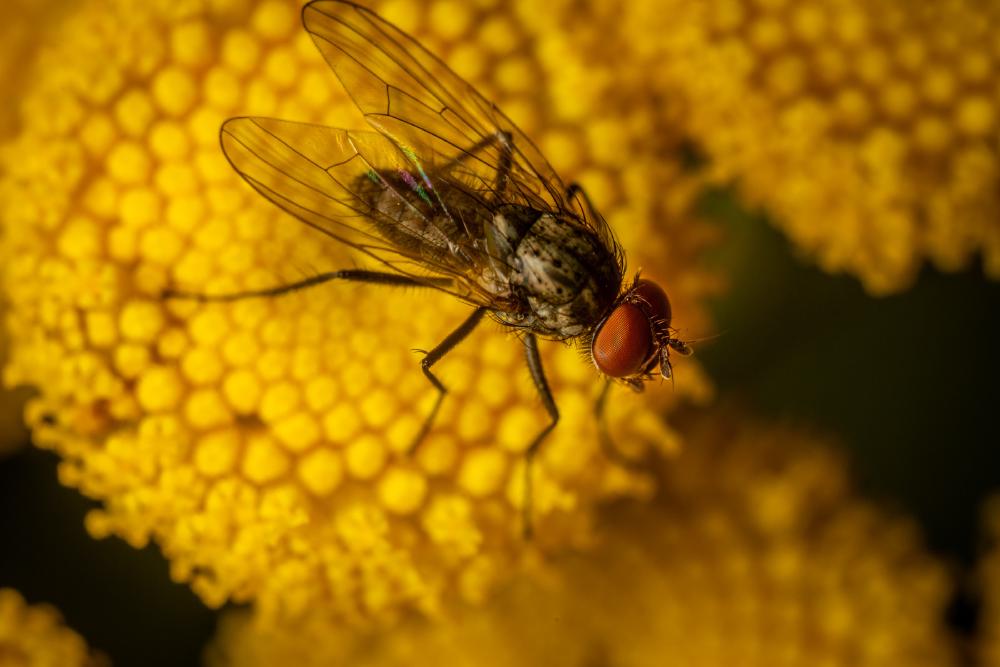 May 22, 2024 – Issue No. 278
– Issue No. 278: “Lesser House Fly“ Lesser House Fly