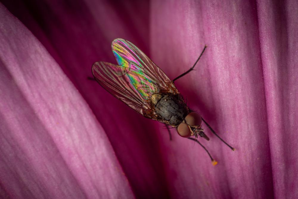 October 22, 2024 – Issue No. 431
– Issue No. 431: “Lesser House Fly“ Lesser House Fly