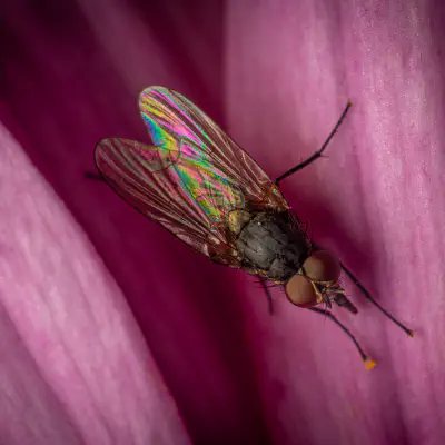 Kleine Stubenfliege