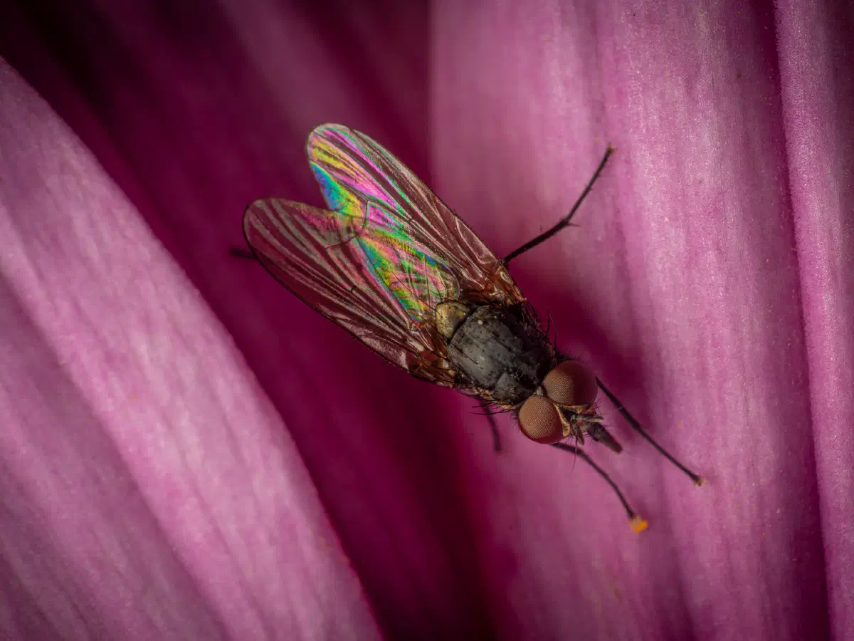 Petite mouche domestique