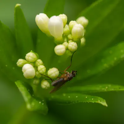 Lonchoptera