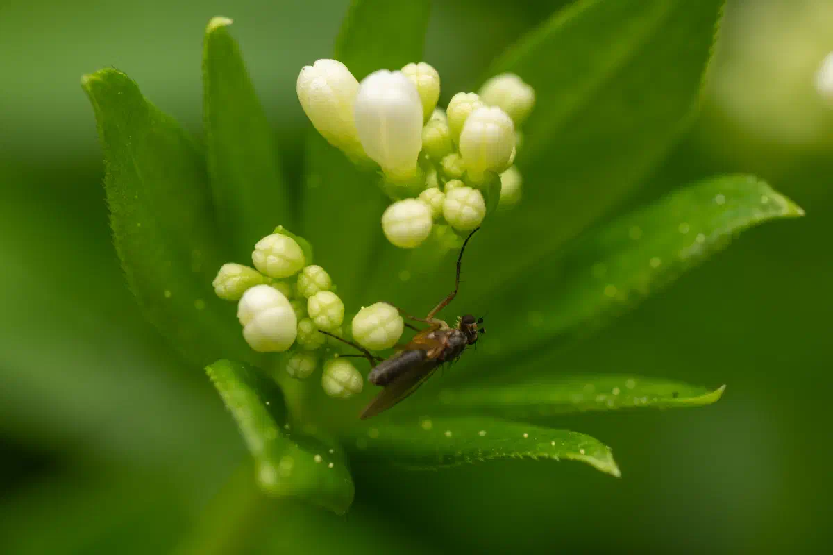 moscas de alas puntiagudas – No. 1