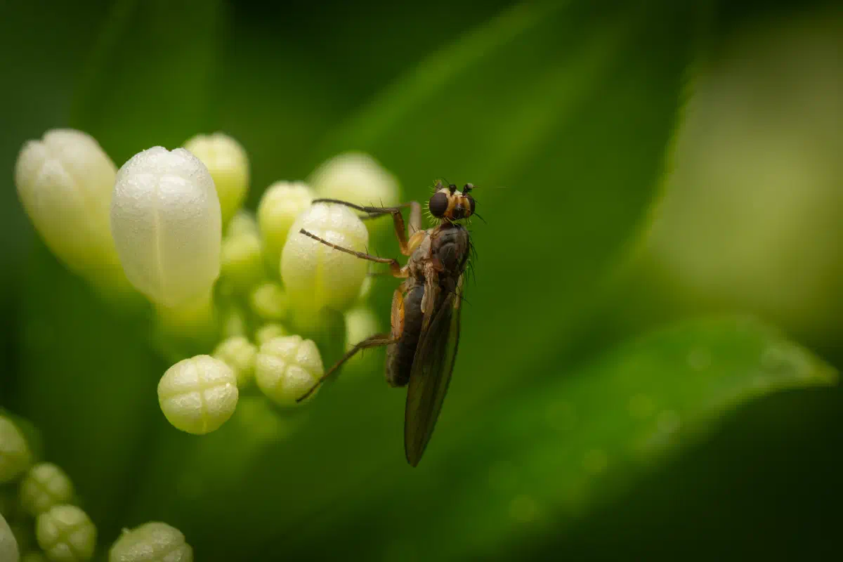 moscas de alas puntiagudas – No. 2